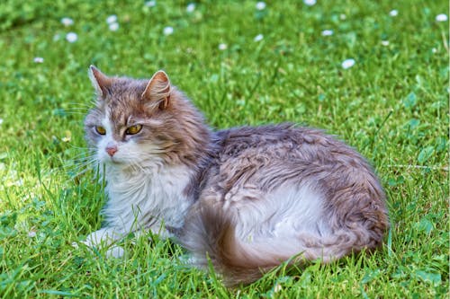 Imagine de stoc gratuită din animale de casă, blană, felină