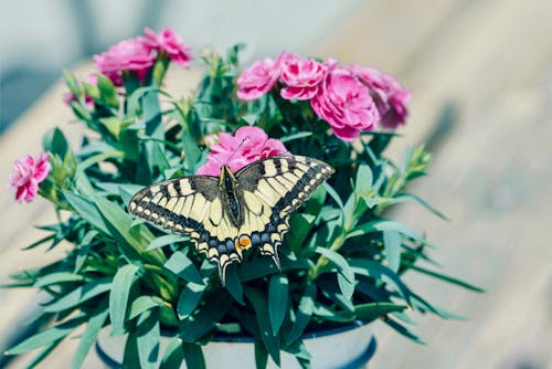 Close-up of a Swallowtail Butterfly on a Flower