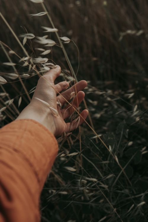 Free A hand gently touching wild grass in a field, capturing a serene summer moment. Stock Photo