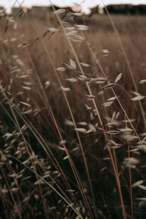 Free Close-up view of grass stalks swaying gently in a rural field, capturing the essence of nature's tranquility. Stock Photo