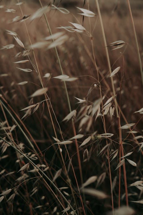 Field of Slender Wild Oat