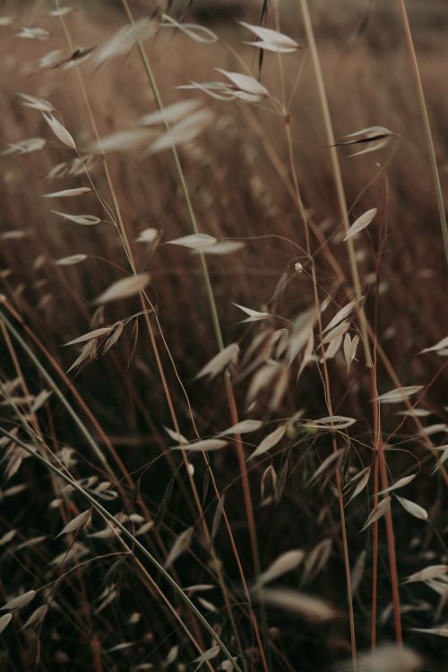 Free Close-up of wild oat plants gently swaying in a sunlit summer field, exuding tranquility. Stock Photo