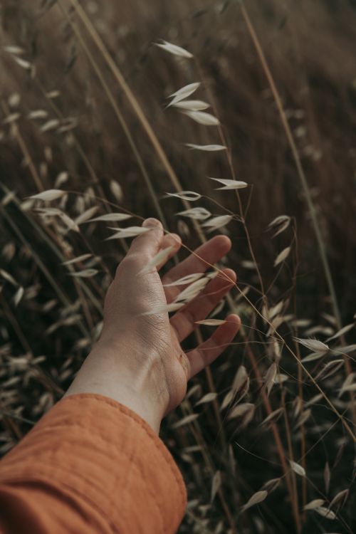 Free A person's hand reaches out to touch tall, wild grass in a natural outdoor setting, evoking a sense of connection with nature. Stock Photo