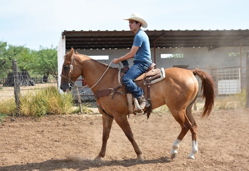 Fotos de stock gratuitas de animal, caballo, ecuestre