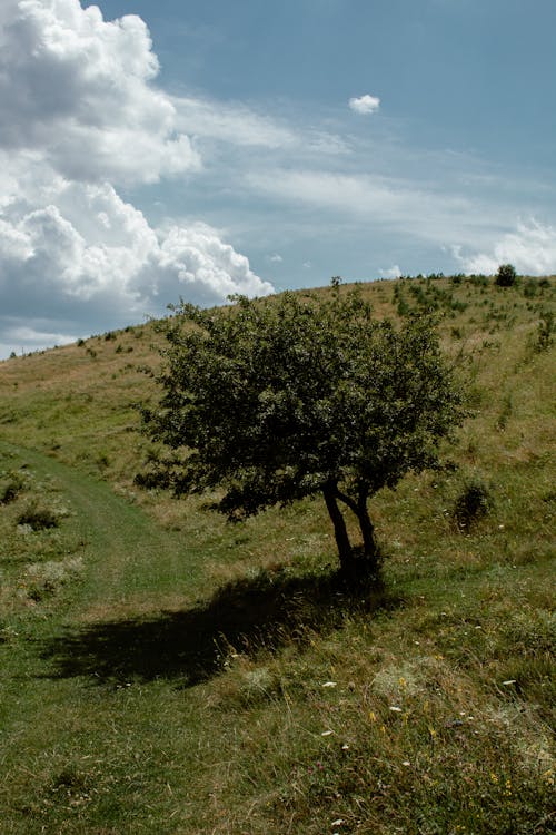 Fotos de stock gratuitas de árbol, colina, escénico