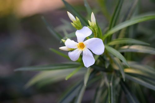 Free A close-up of a white jasmine flower with selective focus and lush green leaves. Stock Photo