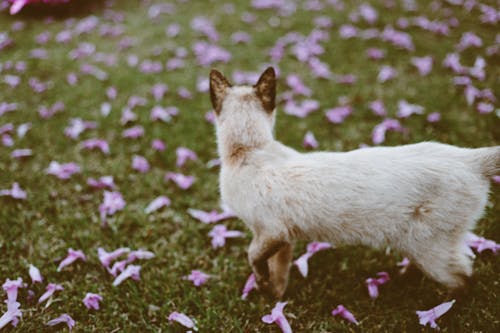Darmowe zdjęcie z galerii z fotografia zwierzęcia, kot, łąka