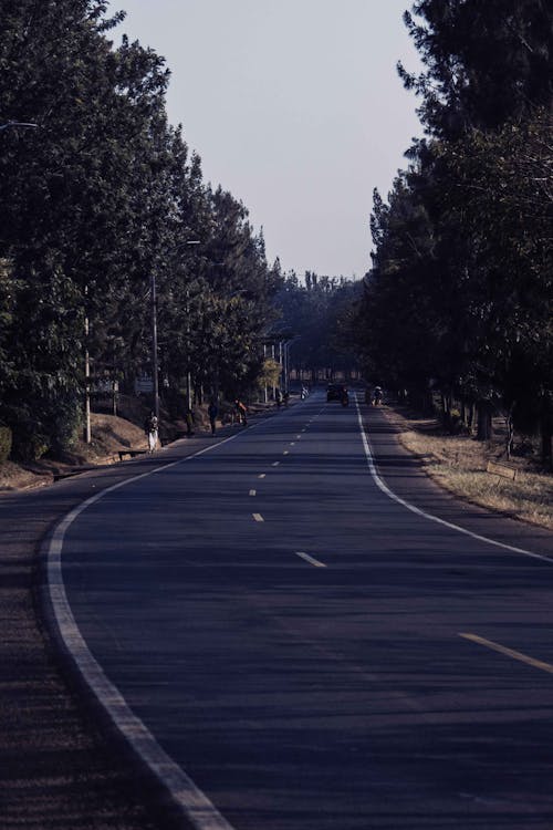 Foto d'estoc gratuïta de alba, arbres, asfalt