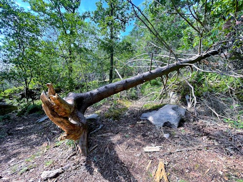 Gratis lagerfoto af forestales