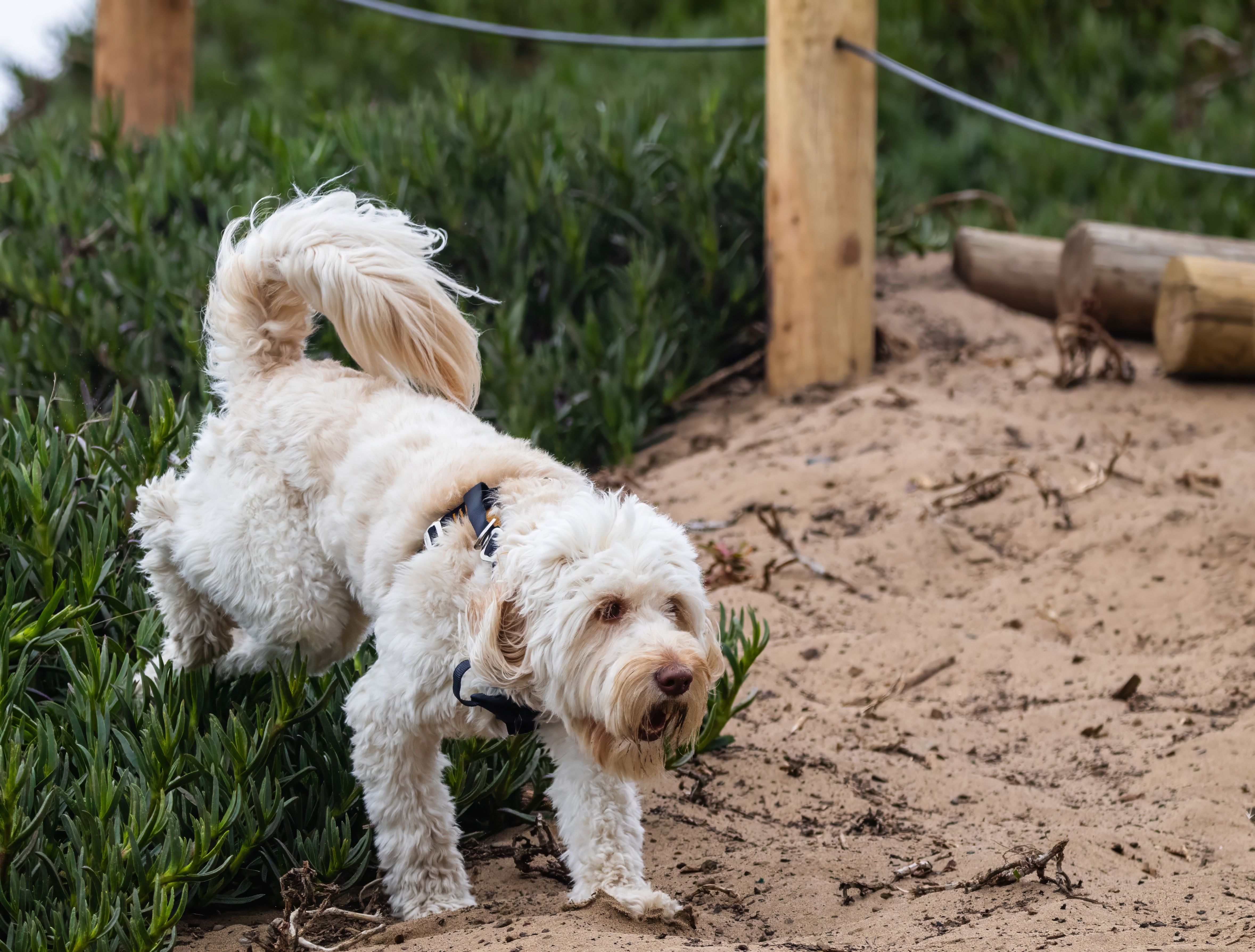 animal removal North Hills