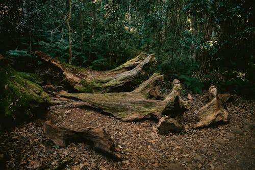 Old Fallen Tree Trunks in a Forest 