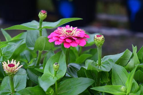 Kostenloses Stock Foto zu blühen, blumen, blütenblatt