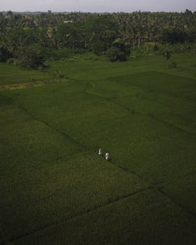 Aerial view of vast green farmland with two people in rural setting. Ideal for agriculture themes.