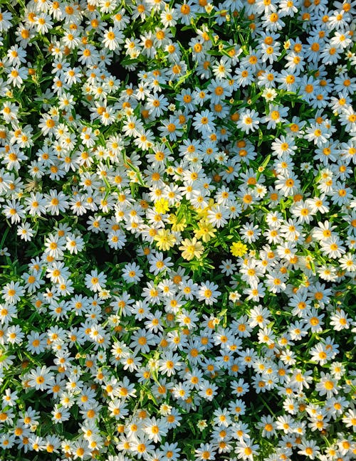 Darmowe zdjęcie z galerii z delikatny, flora, kwiaty