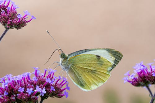 Green Butterfly on Flowers