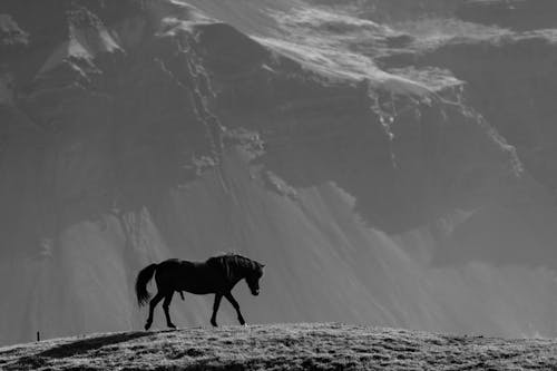 Black and White Photo of a Horse and Mountains in the Distance 