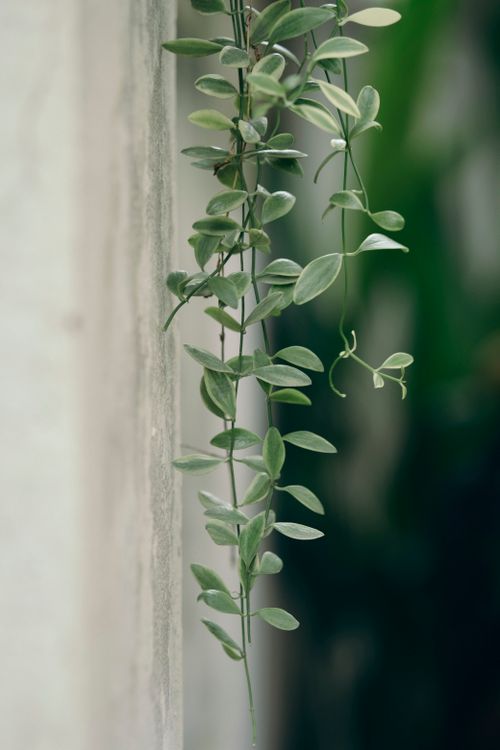 Free Elegant close-up of green vines hanging against a minimalist wall background. Stock Photo