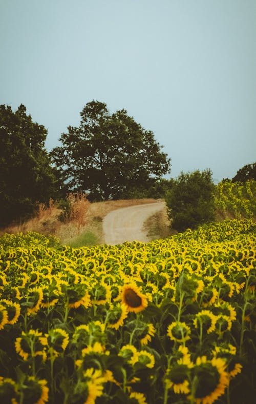 Sunflower Field and a Country Road 