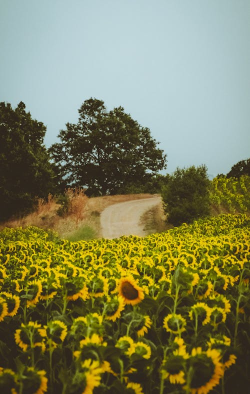 Immagine gratuita di agricoltura, alberi, campo