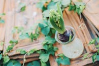 乡村背景中，玻璃花瓶被绿色藤蔓环绕，风信子球茎的特写镜头