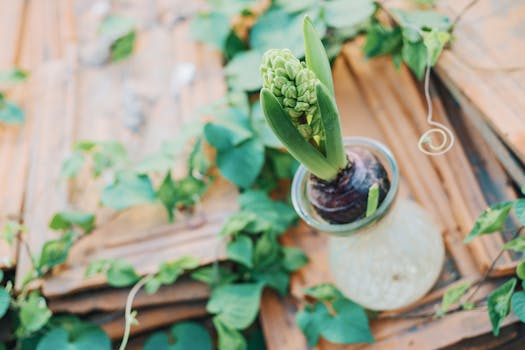 乡村背景中，玻璃花瓶被绿色藤蔓环绕，风信子球茎的特写镜头