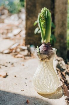 风信子球茎在户外的玻璃花瓶中，迎着明亮的阳光发芽了