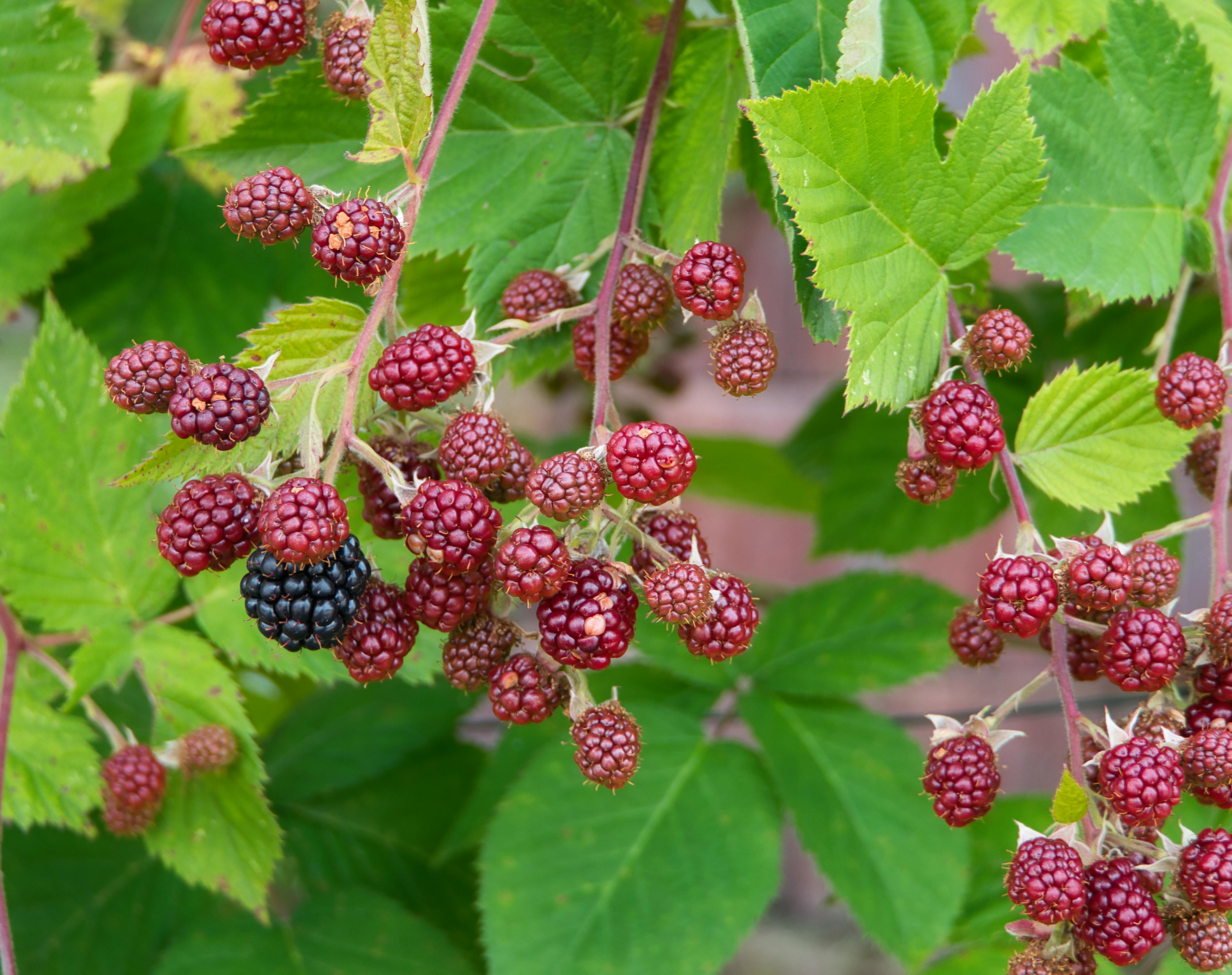 Red Fruit Surrounded By Leaves · Free Stock Photo