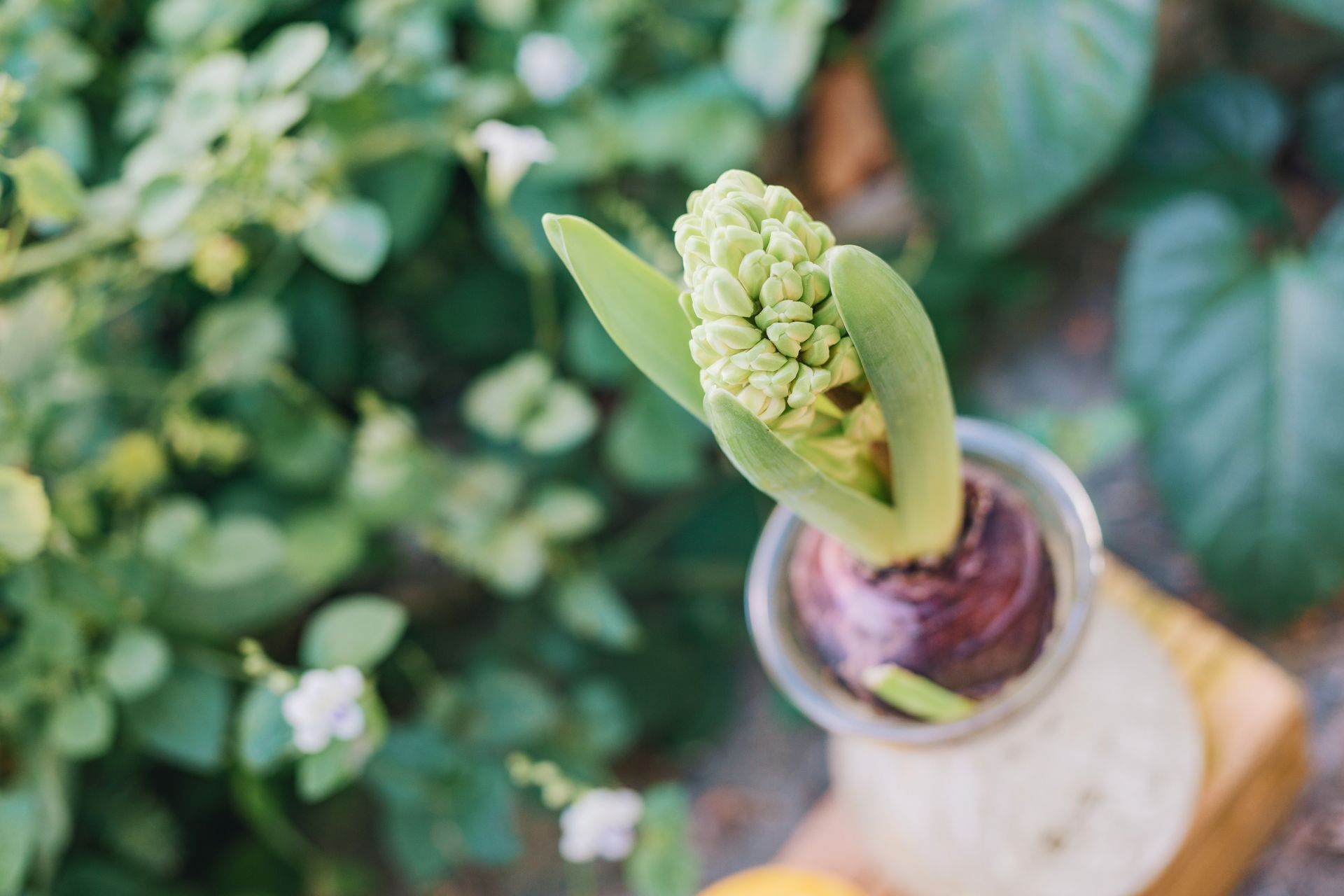 A vibrant hyacinth bulb starting to bloom in a lush garden; ideal for spring themes.