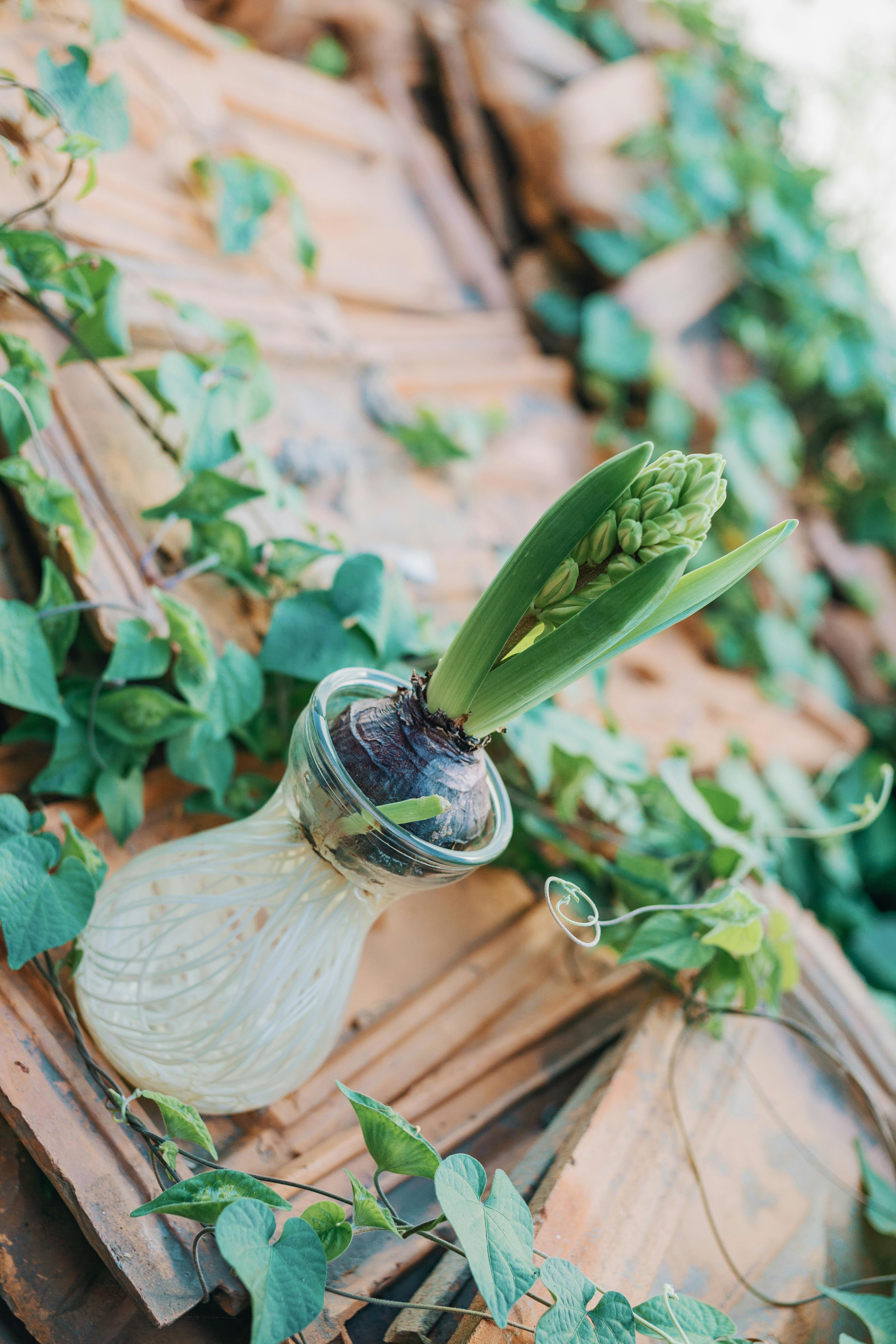 一株美丽的绿色植物生长在户外的玻璃花瓶中，周围环绕着陶土瓷砖上的藤蔓