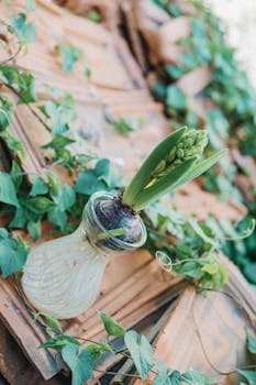 一株美丽的绿色植物生长在户外的玻璃花瓶中，周围环绕着陶土瓷砖上的藤蔓