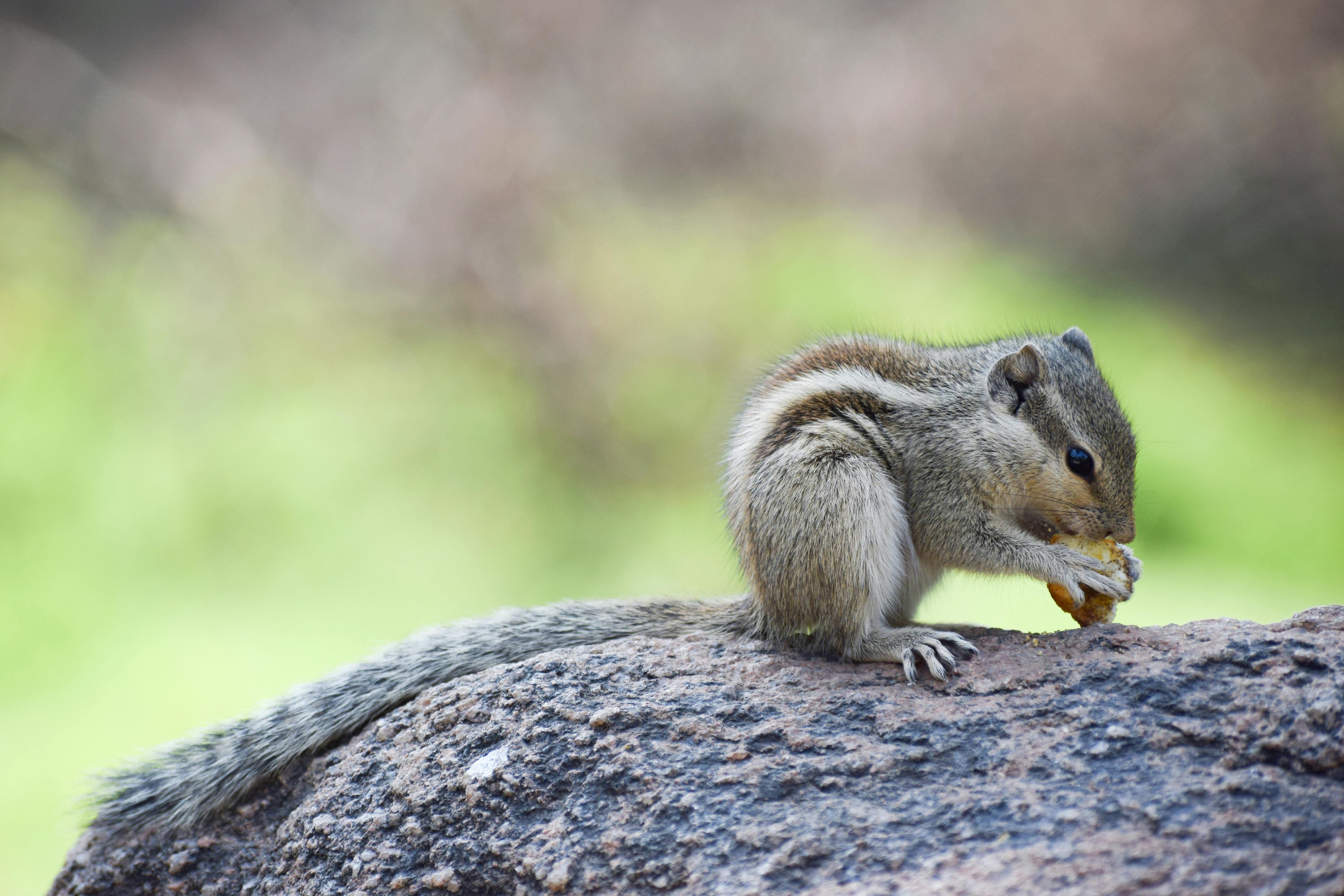 Chipmunk Trap Stock Photos - Free & Royalty-Free Stock Photos from