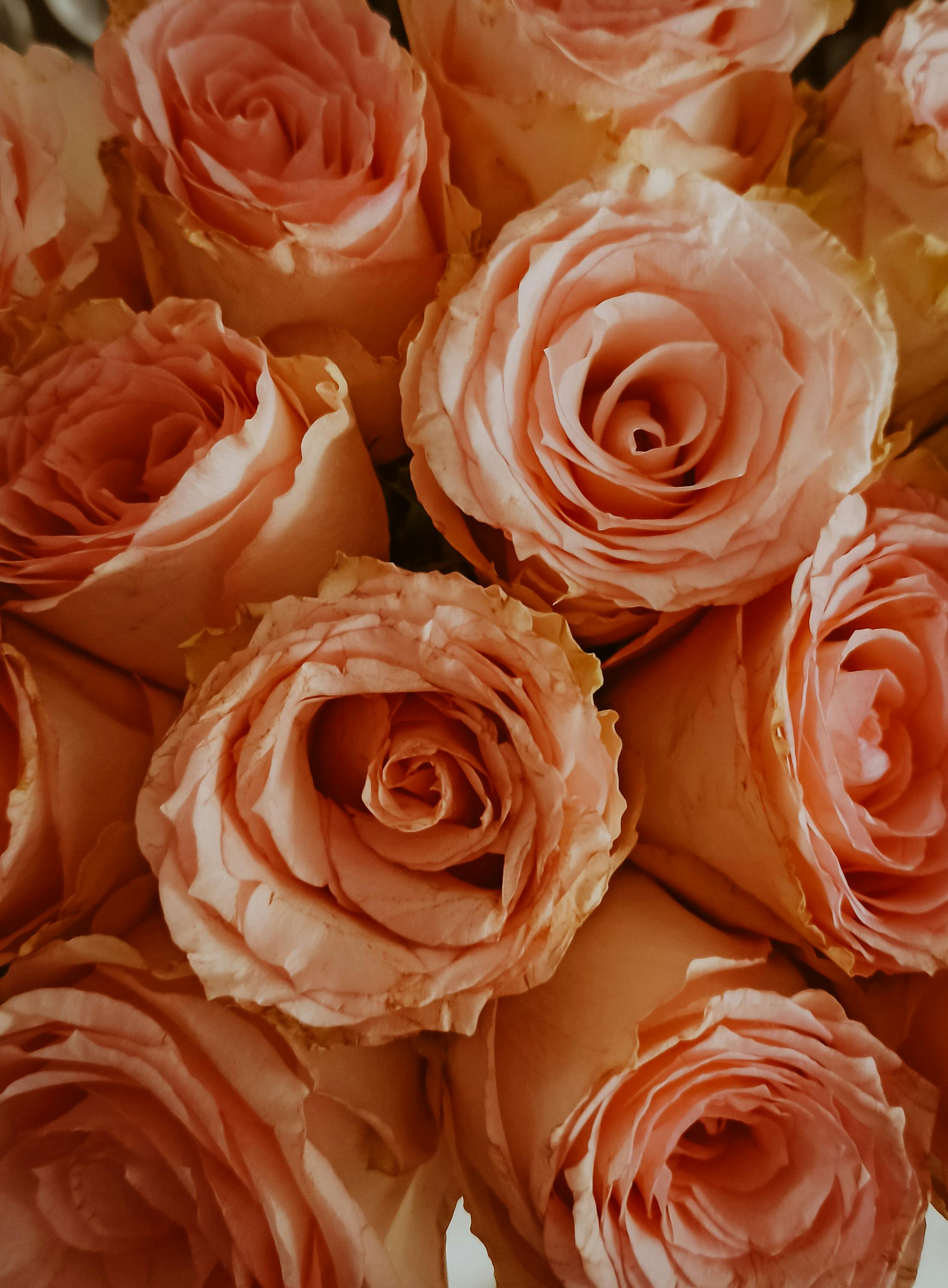 A beautiful bouquet of peach-colored roses in a close-up shot, showcasing detailed petals.