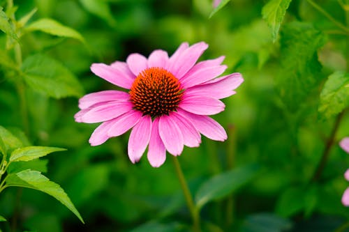 朵朵, 特写, 粉紅色 的 免费素材图片