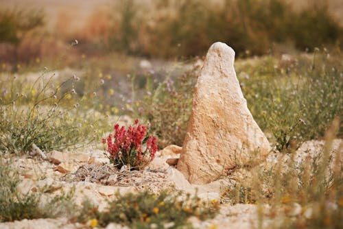 Foto stok gratis batu, bidang, bunga