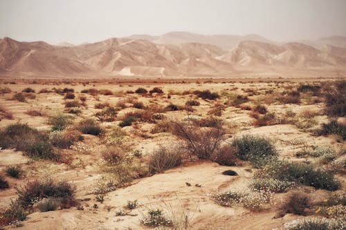 Desert Shrubs Growing in a Mountain Valley