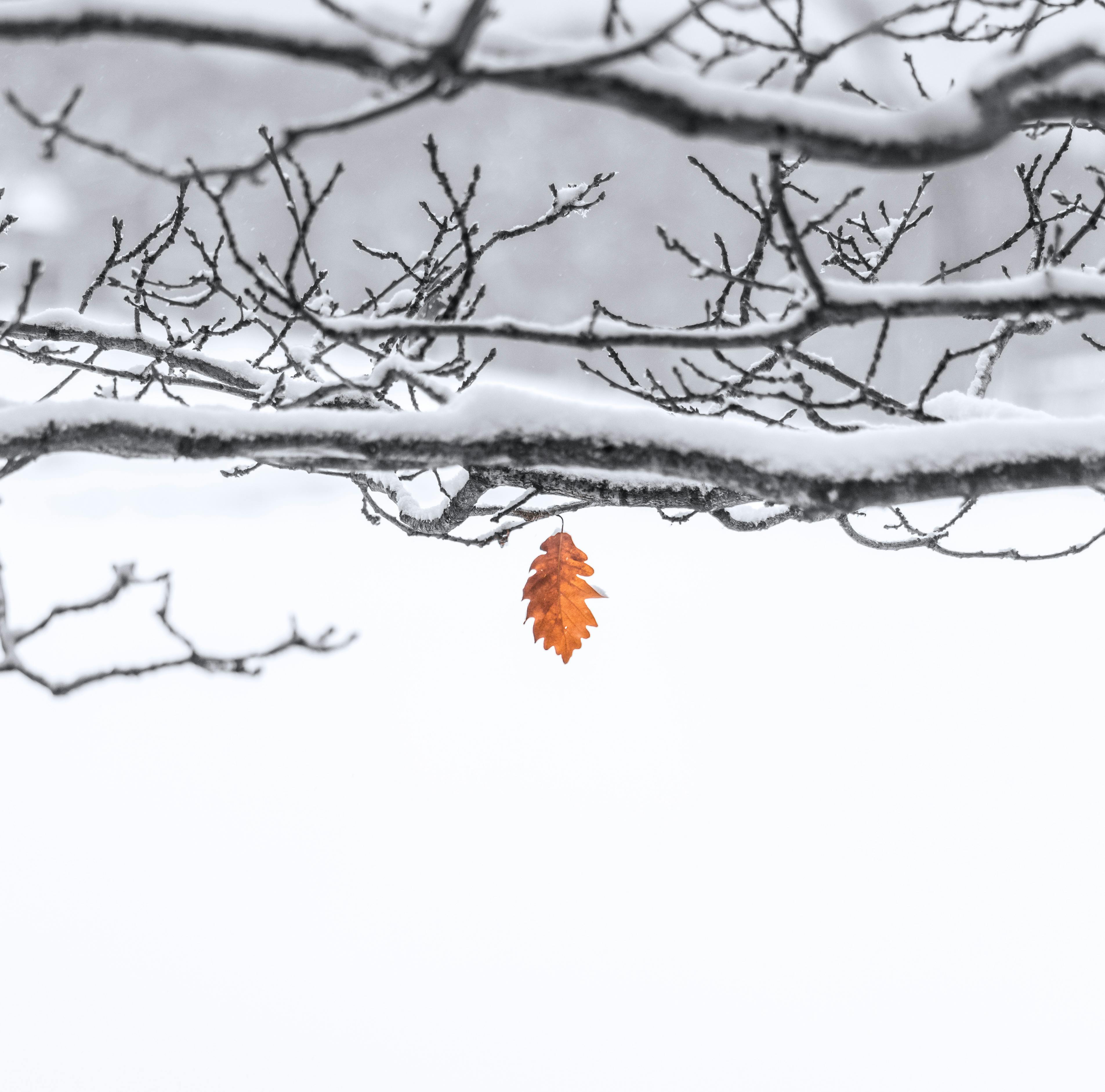 Free stock photo of cold, January, snow