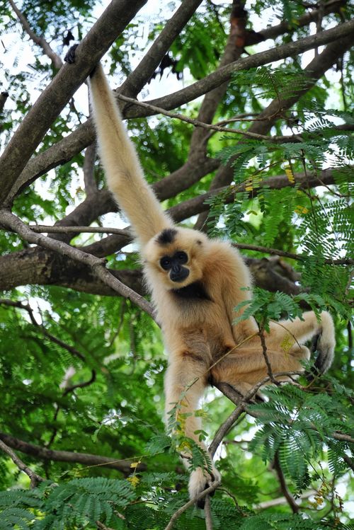 Free A black crested gibbon gracefully swinging through tree branches in the wild. Stock Photo
