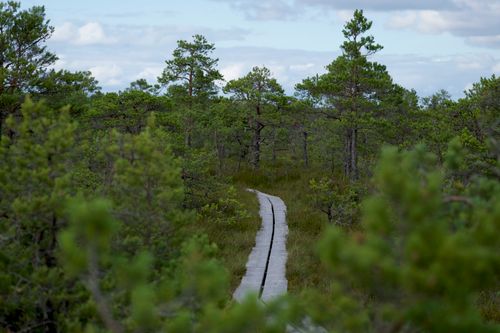 Free A tranquil boardwalk stretches into a dense, vibrant green forest under a clear sky. Stock Photo