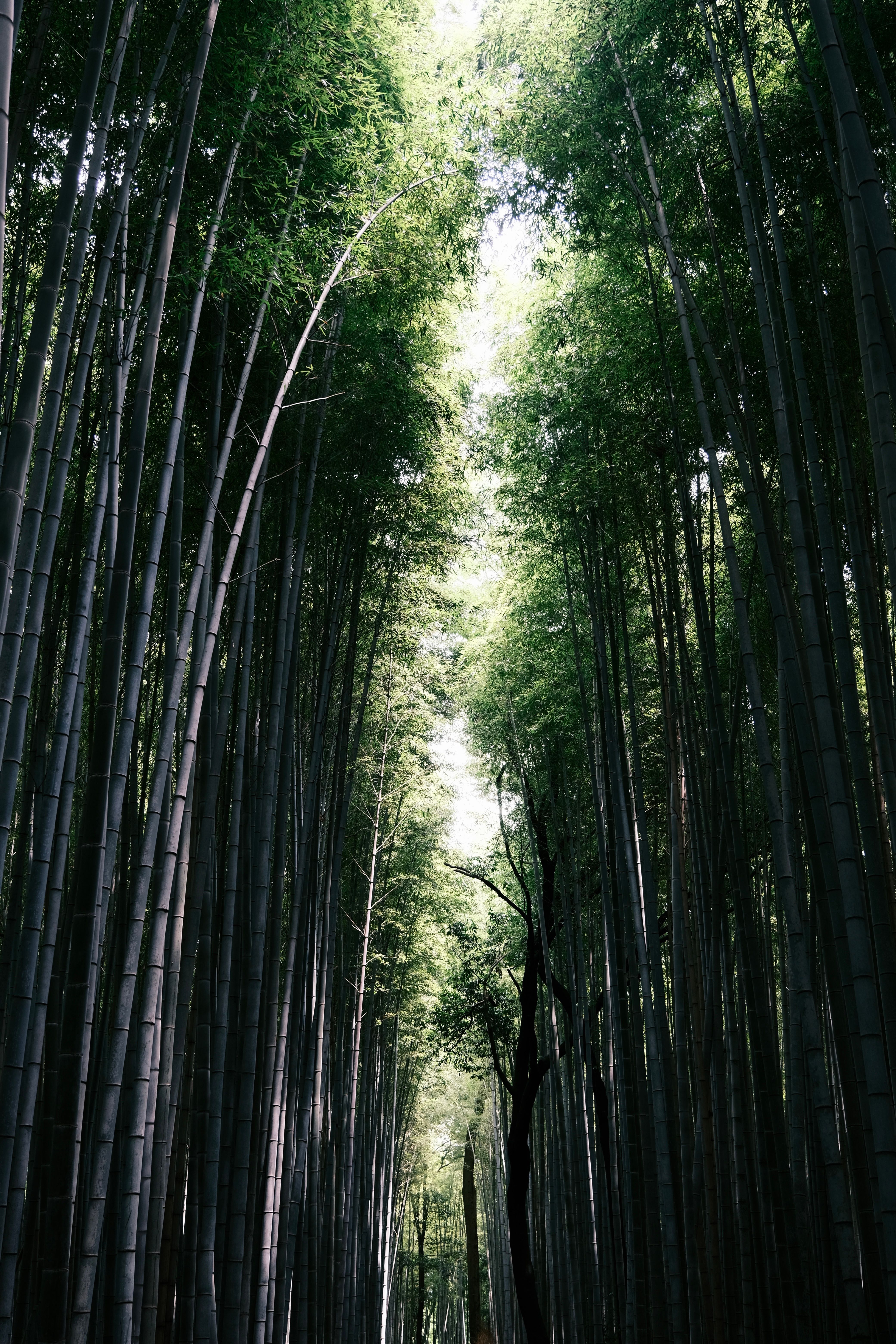 Bamboos Over the Path Through the Forest · Free Stock Photo