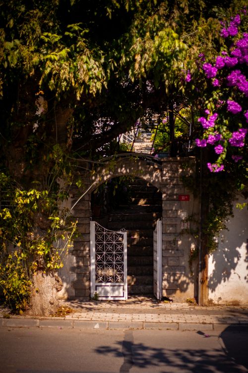 Free A vibrant summer street scene featuring an open gate surrounded by lush foliage and purple flowers. Stock Photo