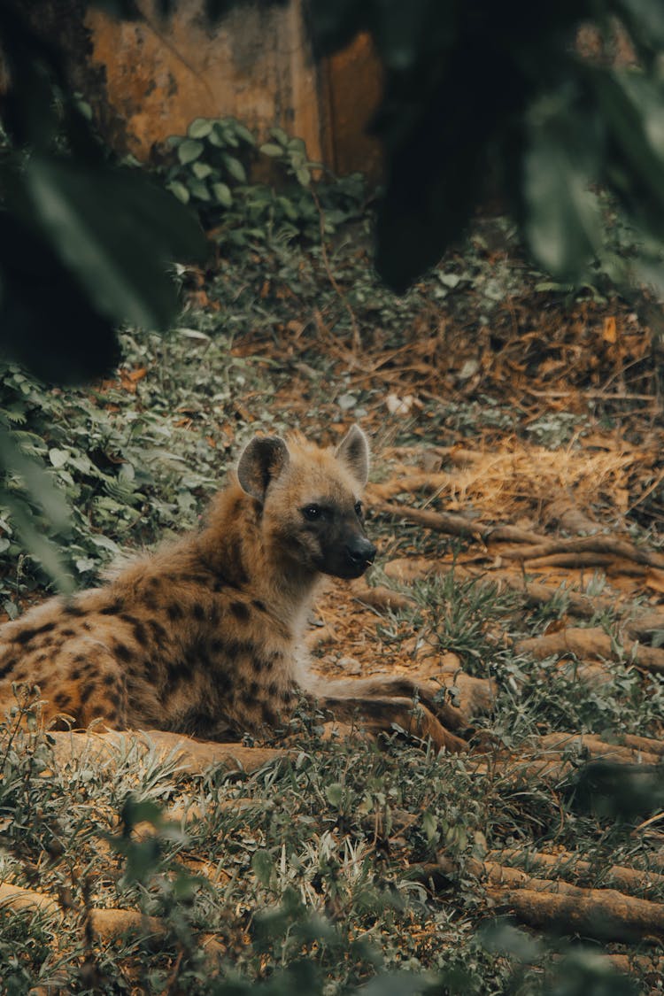 A Spotted Hyena Lying On The Ground 