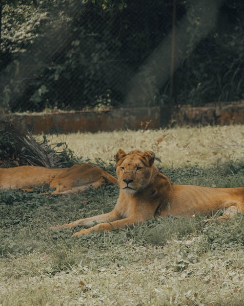 Free Lions Resting on Grass in a Zoo Enclosure Stock Photo