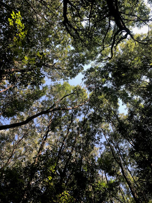 Fotografi Pandangan Cacing Mata Dari Pohon Hijau