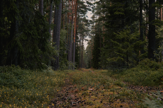 A scenic view of a woodland footpath, surrounded by lush evergreens and forest scenery.