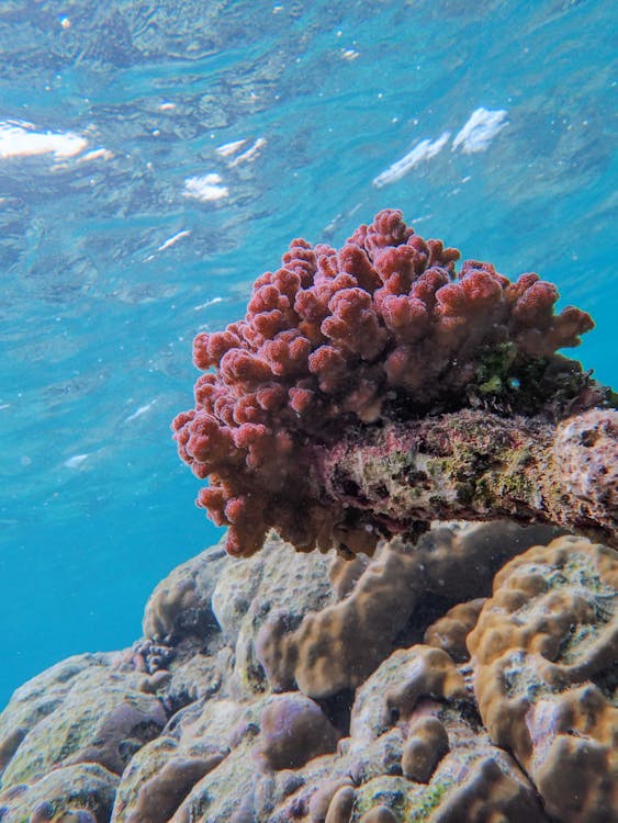 Foto profissional grátis de embaixo da água, framboesa coral, mar