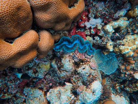 Explore a vibrant coral reef ecosystem with diverse marine life and colorful textures captured underwater.