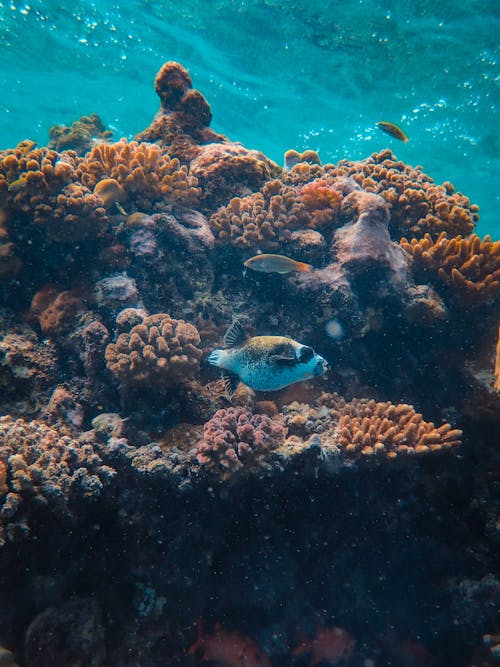 Free Fish Swimming Near the Coral Reef Stock Photo