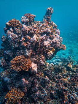 Colorful coral reef teeming with life in clear ocean waters, showcasing marine biodiversity.