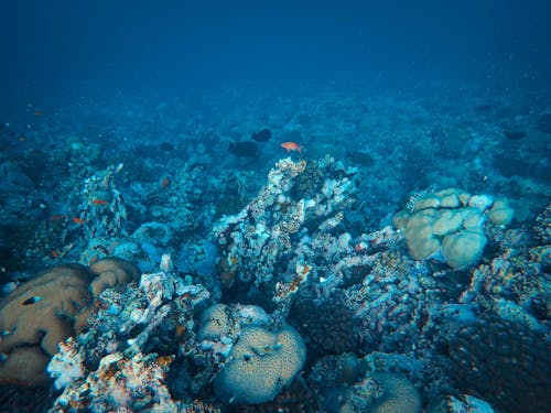 Foto profissional grátis de coral, embaixo da água, fotografia animal