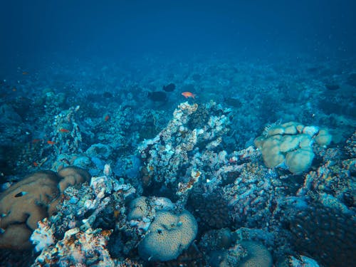 Tropical Fish Swimming over Seafloor